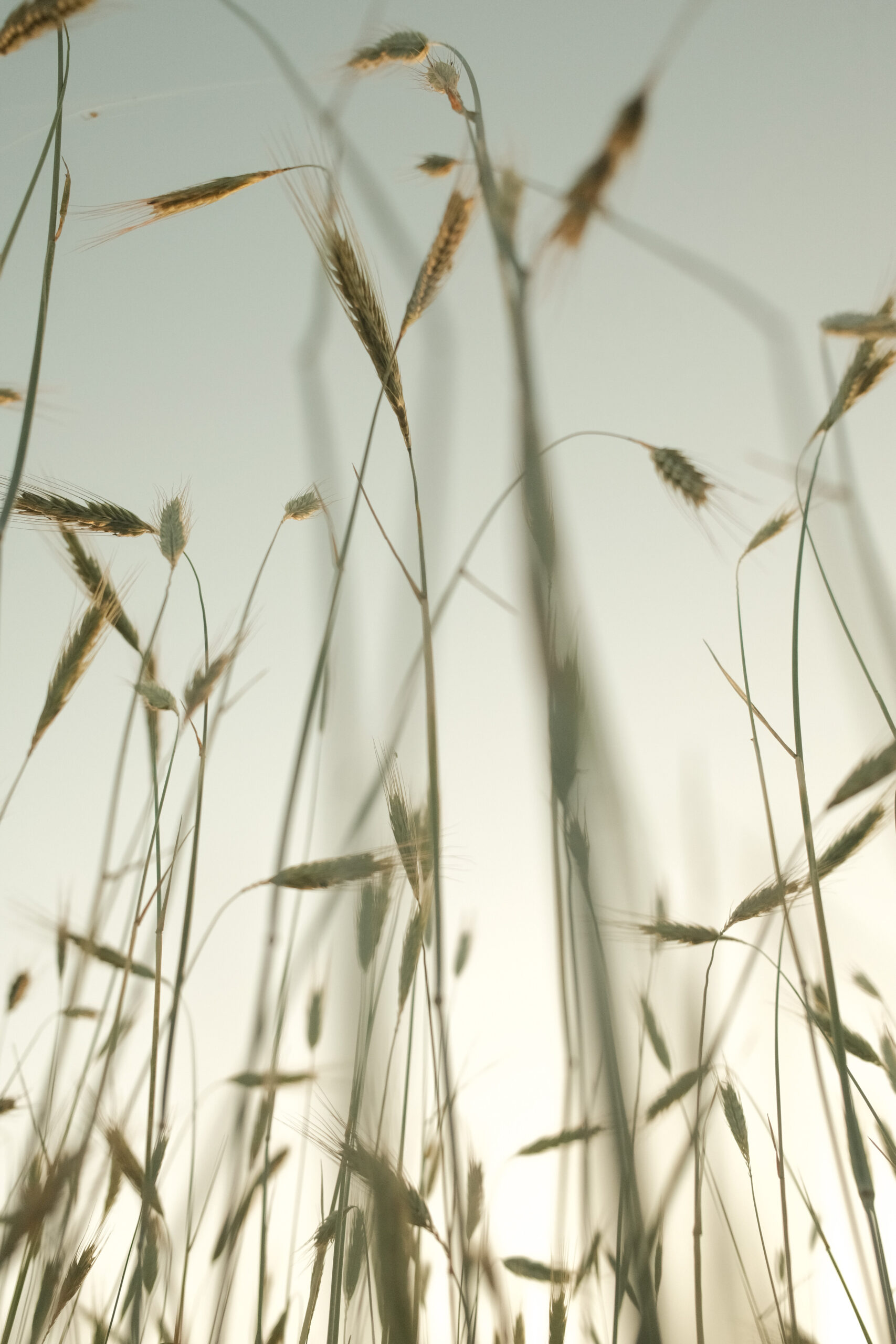Grassen bewegend in de wind